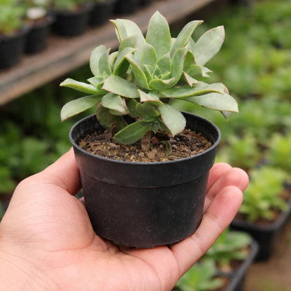 Aeonium Haworthii (Bare rooted)