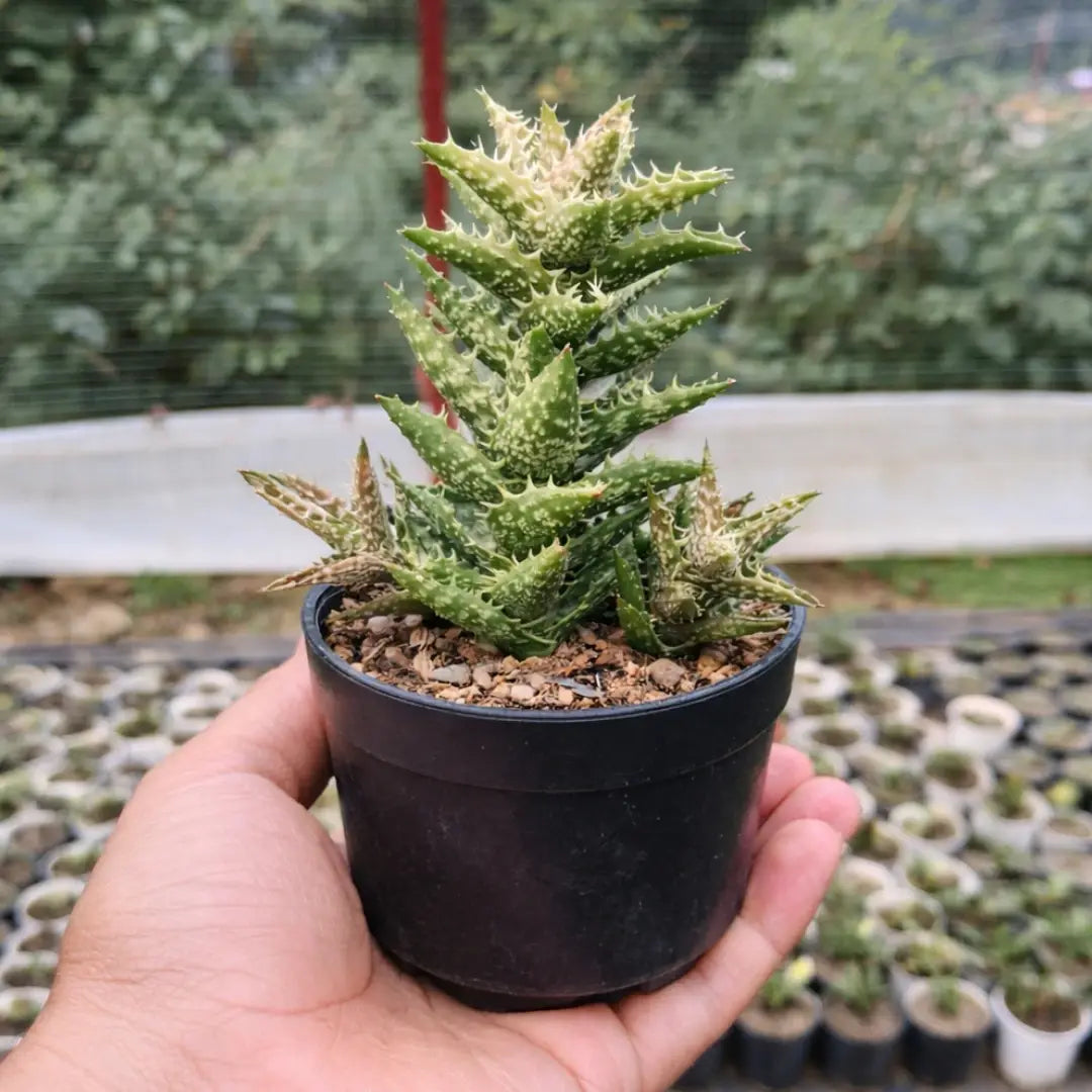 Juvenna Tiger tooth aloe