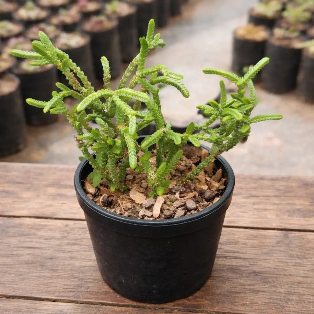 Crassula Muscosa (Bare Rooted)