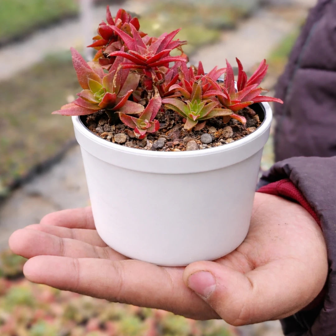 Crassula Thyrsiflora