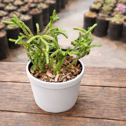 Crassula Muscosa (Bare Rooted)