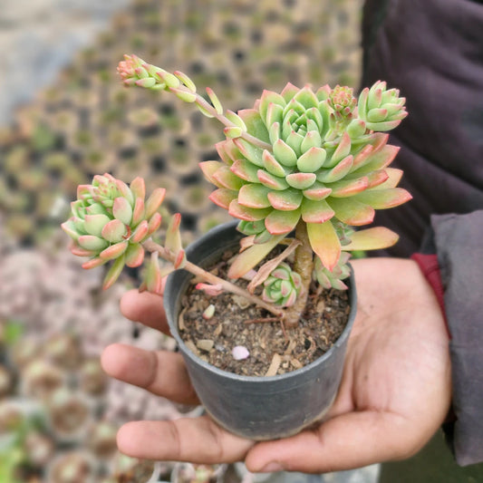 Echeveria 5