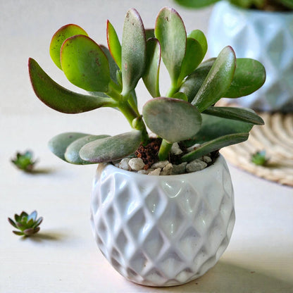 Crassula Jade plant (Kubber plant)