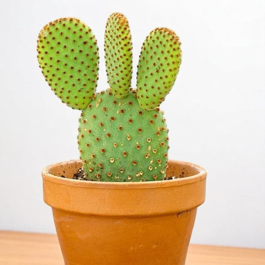 Opuntia Microdasys Rufida Flor ( Red Bunny Ear ) (Bare Rooted)