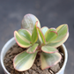 VARIEGATED JADE PLANT (BARE ROOTED)