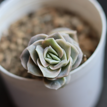 Graptoveria 'Lovely Rose' (Bare Rooted)
