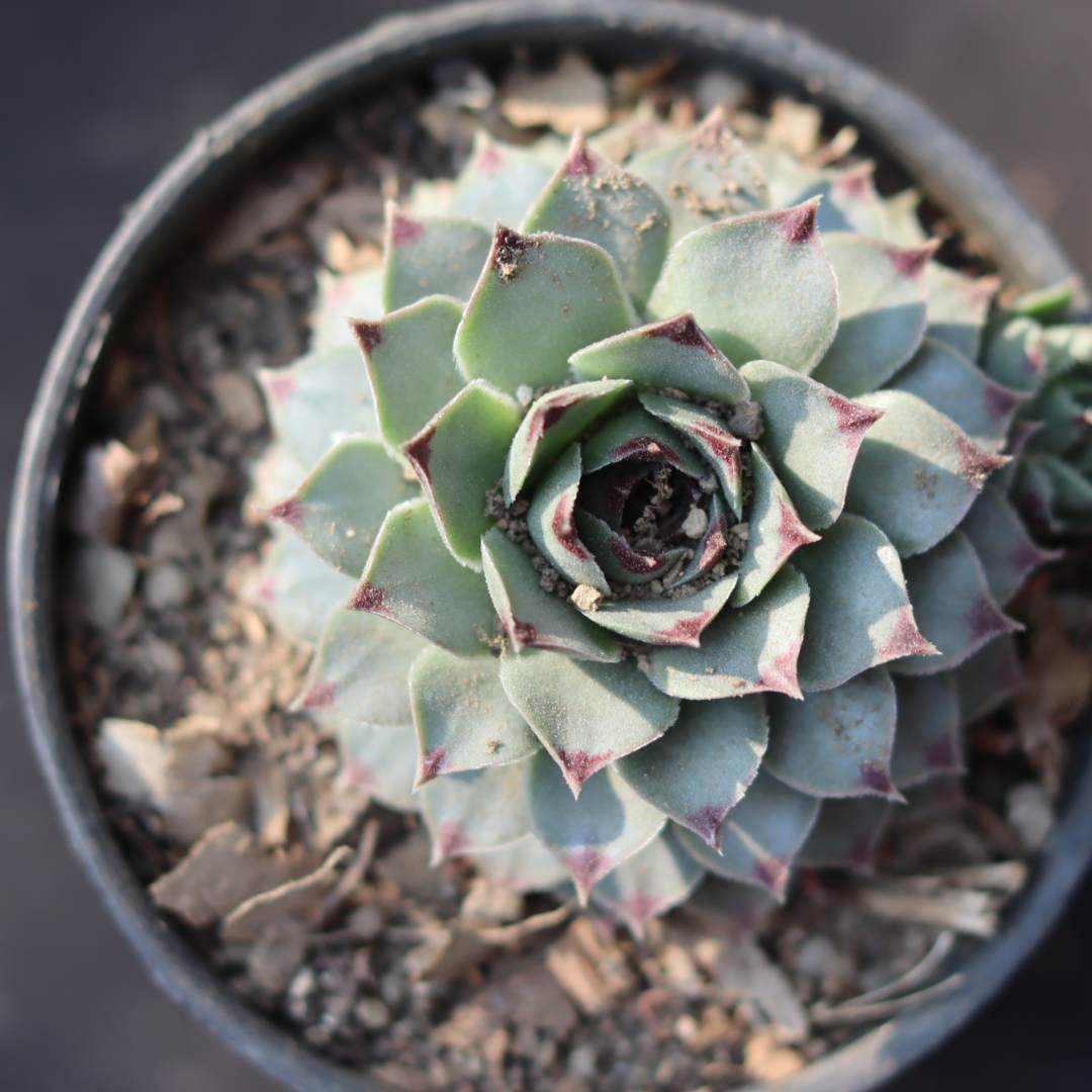 Sempervium Calcereum (Bare Rooted)