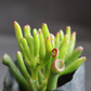 Crassula-Ovata-Gollum (Bare Rooted)