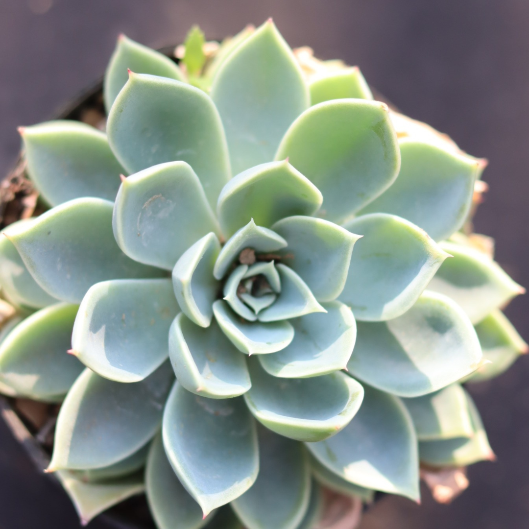 Echeveria Pansy (Bare Rooted)