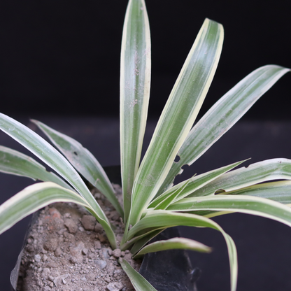 SPIDER PLANT AIR PURIFIER (BARE ROOTED)