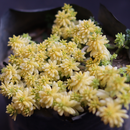 Sedum japonicum ‘Tokyo Sun’ (Bare Rooted)