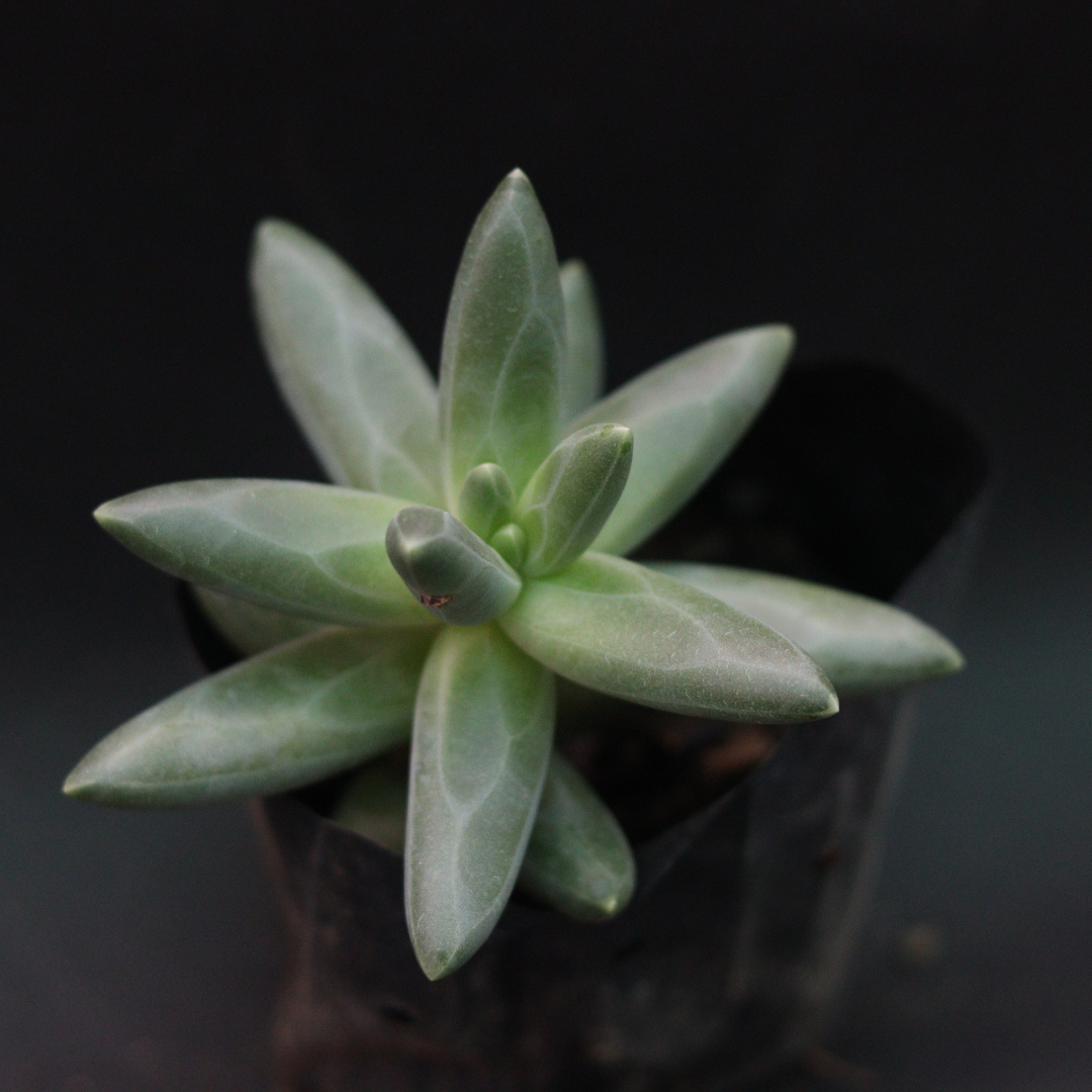 Pachyphytum compactum (Bare Rooted)