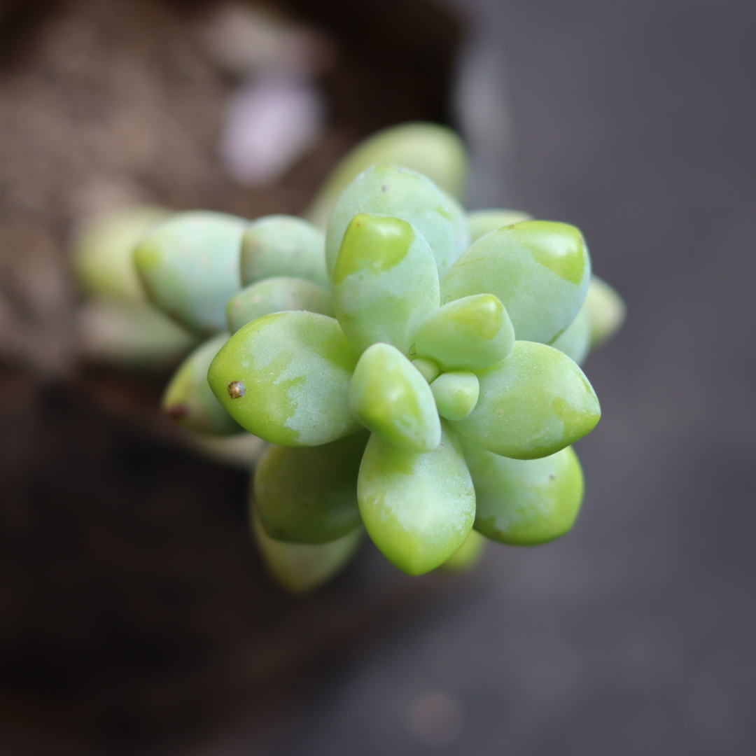 Sedum spp (Bare Rooted)