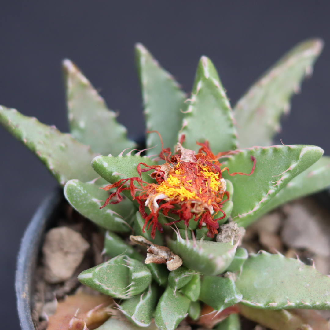 Faucaria tigrina (BARE ROOTED)