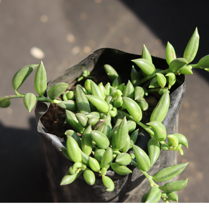 Senecio citriformisis (String of tears) (Bare Rooted)