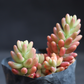 Sedum rubrotinctum 'Aurora' - Pink Jelly Bean (Bare Rooted)