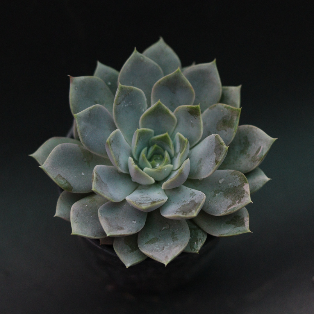 Echeveria  2