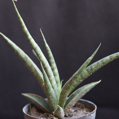 Sansevieria bacularis ‘Mikado’ – Fernwood Snake (Bare Rooted)