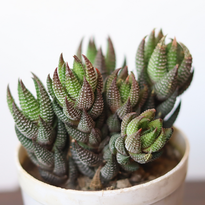 Haworthia Reinwardtii (Bare Rooted)
