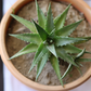 LIGHT GREEN ALOE (BARE ROOTED)