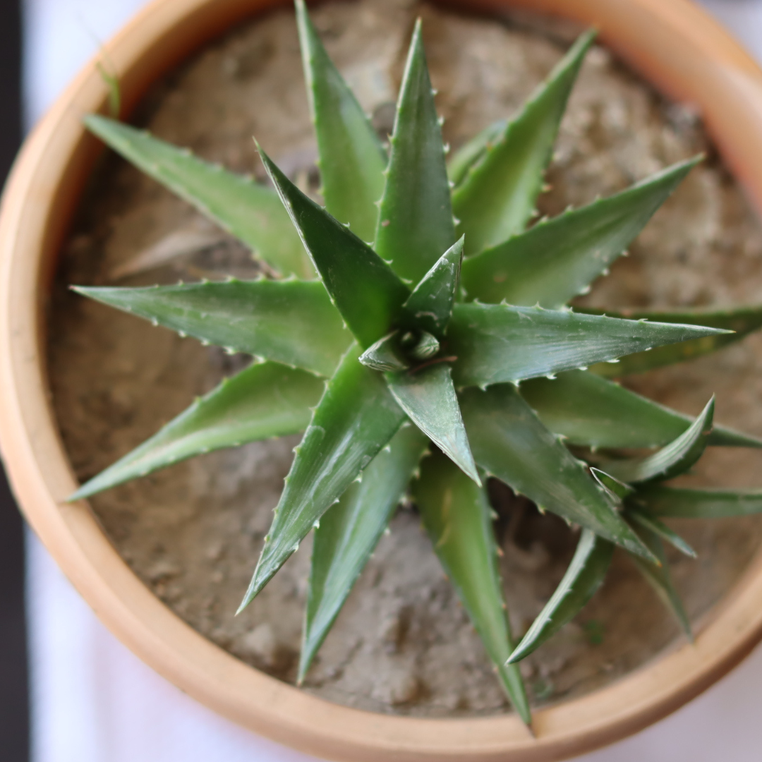 Dykia breviflolia (BARE ROOTED)
