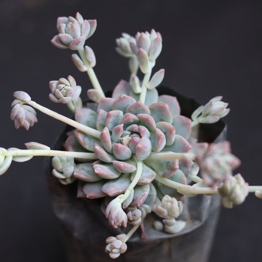 Echeveria lotus (Bare Rooted)