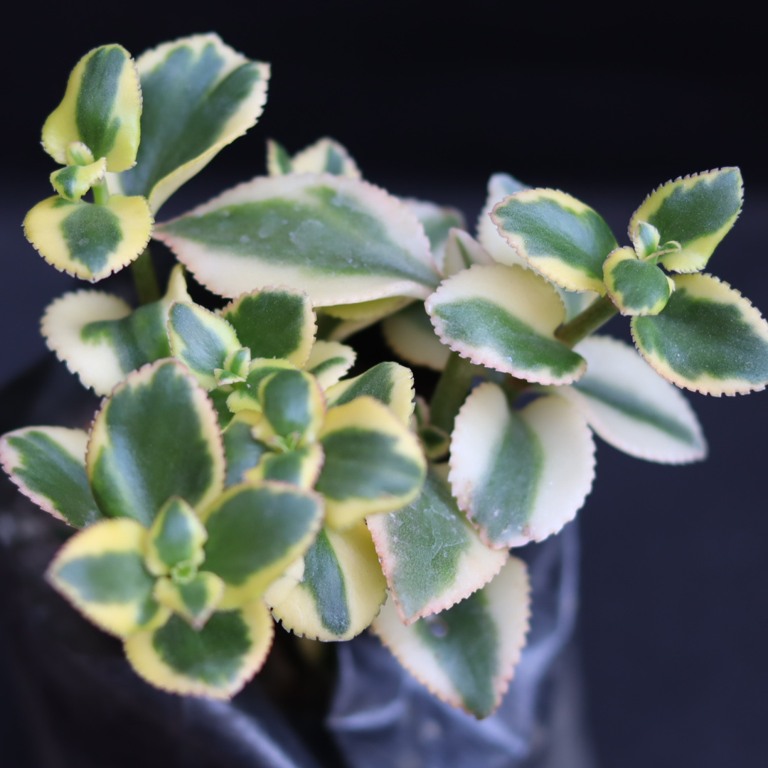 Crassula sarmentosa (BARE ROOTED)