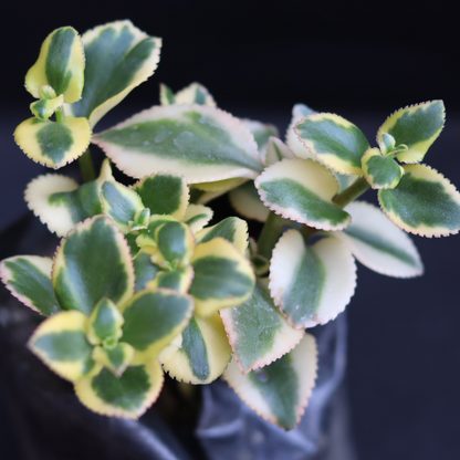 Crassula sarmentosa (BARE ROOTED)