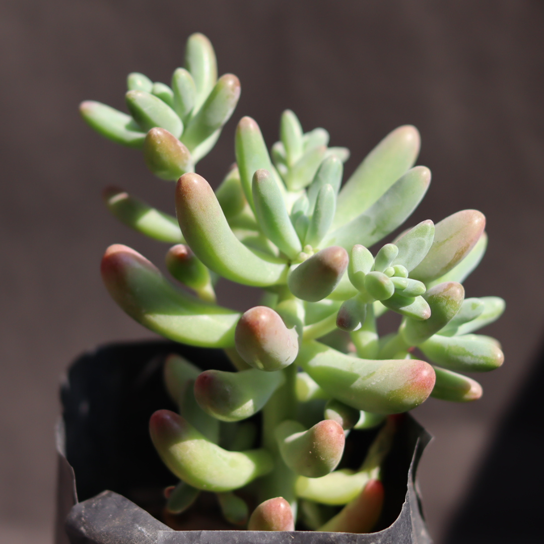 sedum banana succulent Sedum-Pachyphyllum