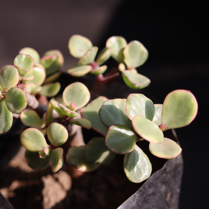Yellow Elephant Bush (Portulacaria afra)
