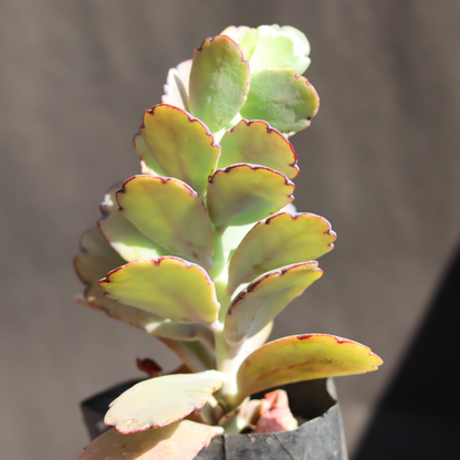 Kalanchoe Fetchschonki Variegata