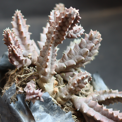Orbea Halipedicola (Bare Rooted)