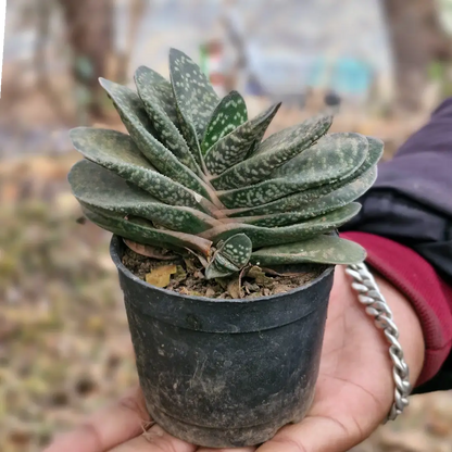 Gastaria (Bare Rooted)