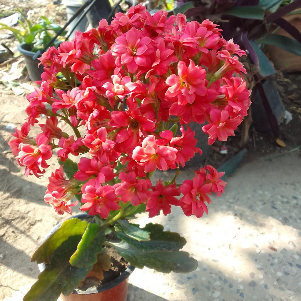 Kalanchoe Red Flowering Plant
