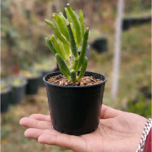 Crassula ovata 'Gollum' (Bare Rooted)