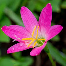 Pink Rain Bulb