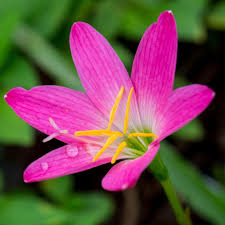 Pink Rain Lily Bulb