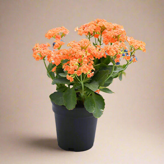 Kalanchoe Orange Flowering plant