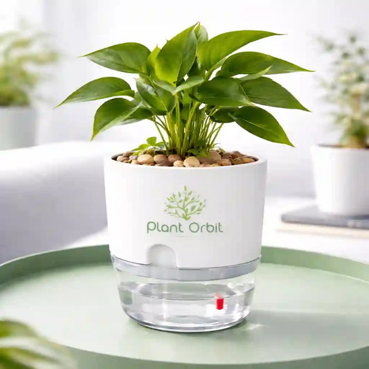 White Self watering pot