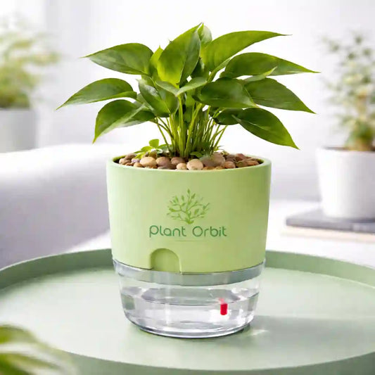 Green self watering pot