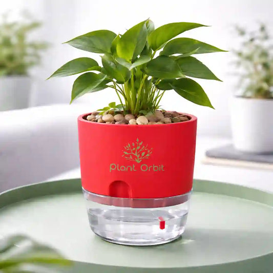 Red Self watering pot