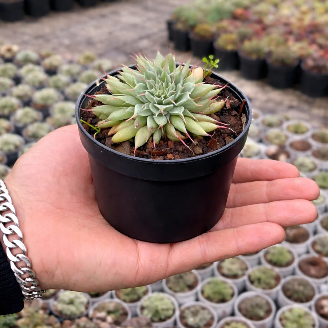 Graptoveria 'Silver Star' (Bare Rooted)