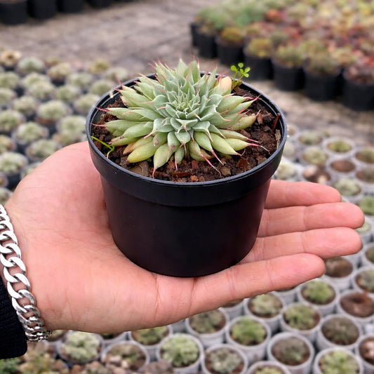 Graptoveria 'Silver Star' (Bare Rooted)