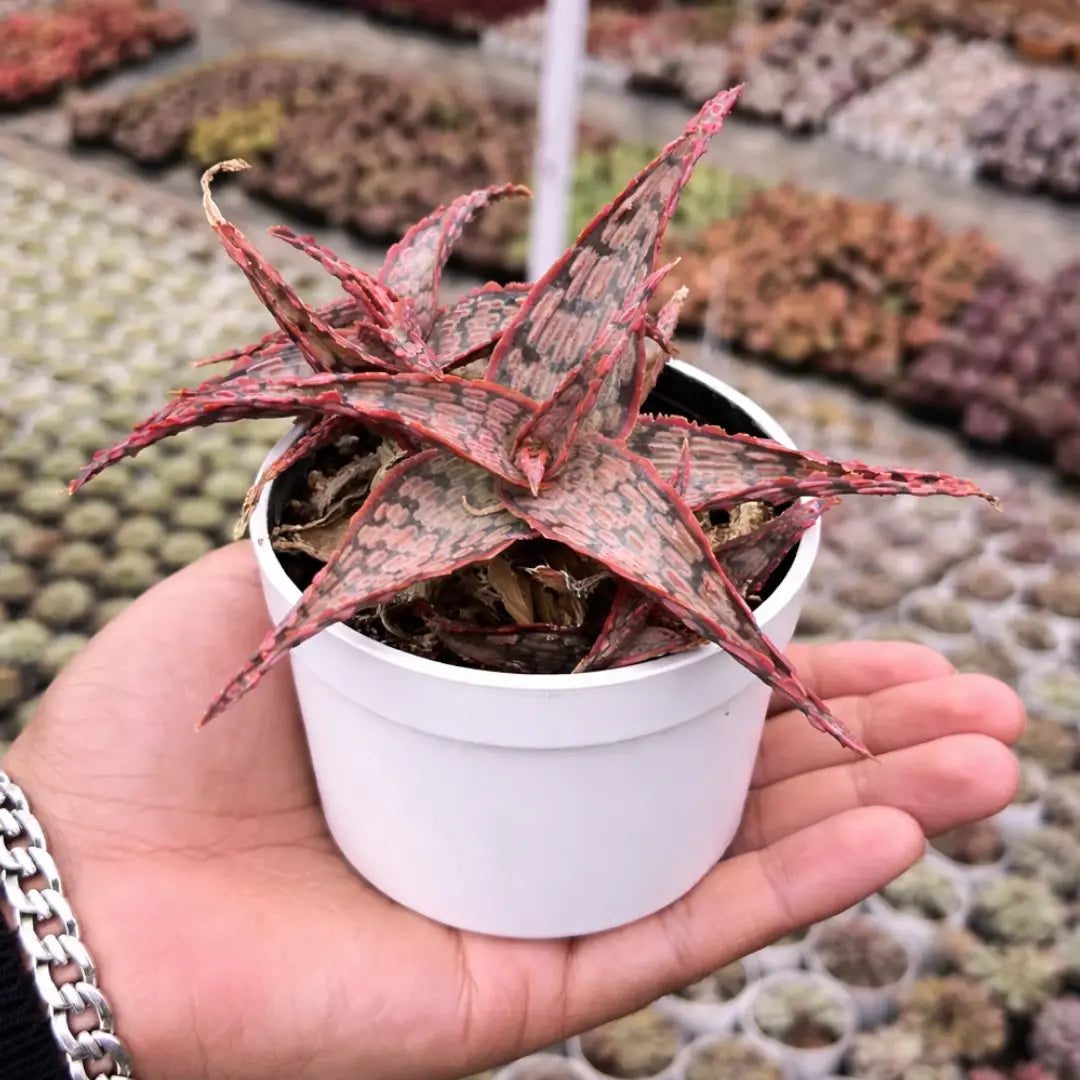 Christmas Carol Aloe (Bare Rooted)