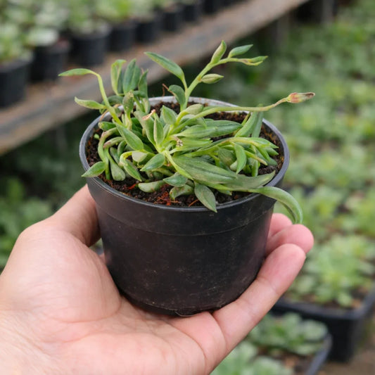 Senecio radicans (String of banana)