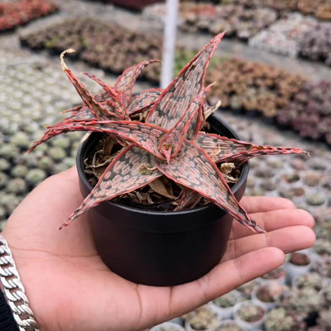 Christmas Carol Aloe (Bare Rooted)