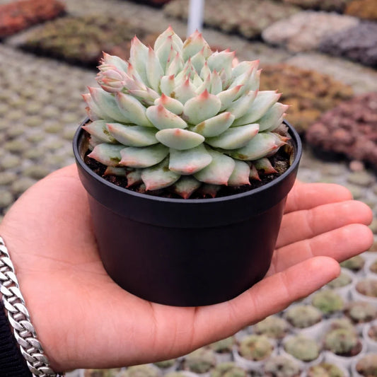 Echeveria Pulidonis (Bare Rooted)