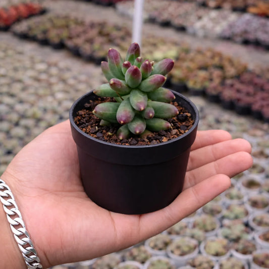 Pachyphytum compactum (Bare Rooted)