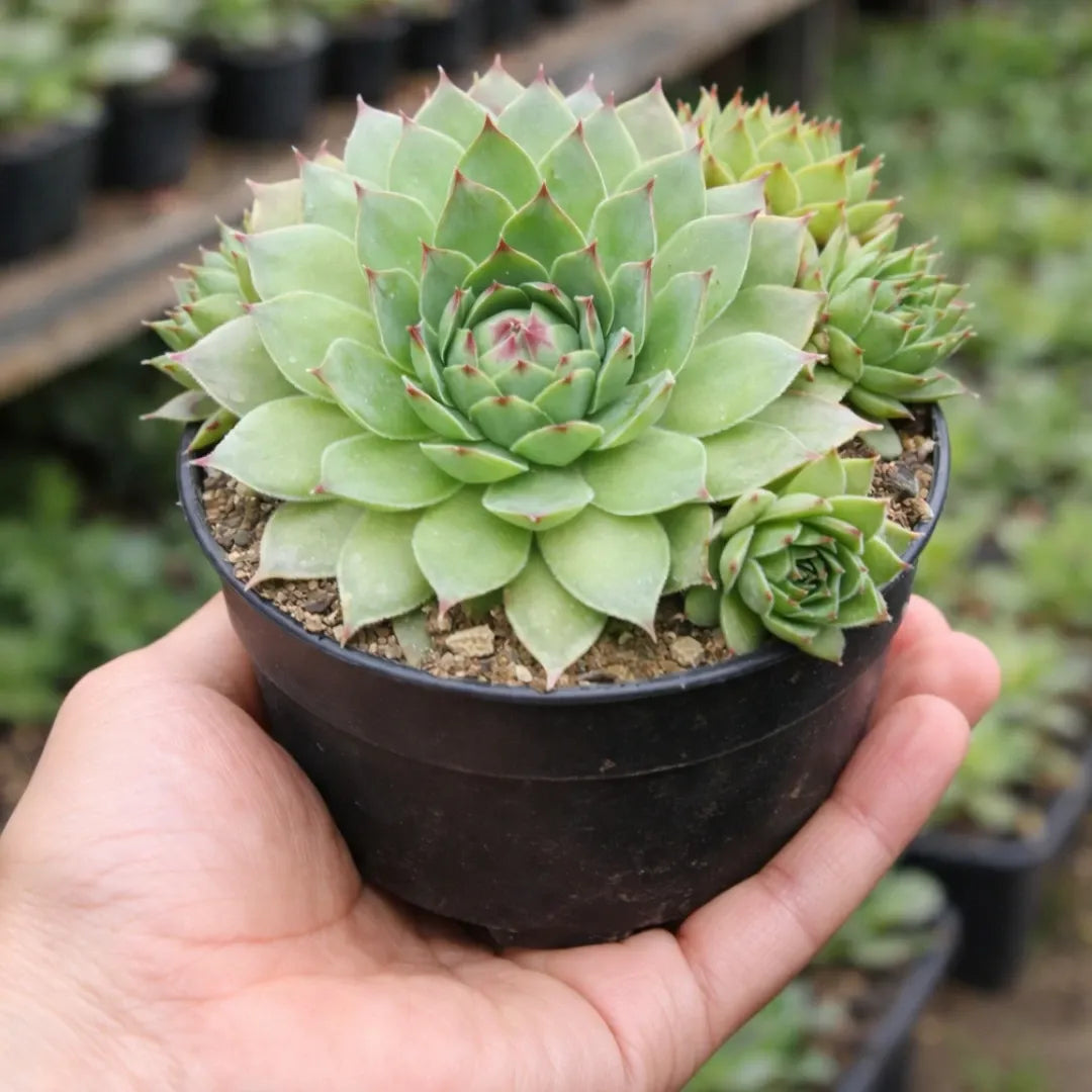 laxmi kamal succulent Buy Laxmi Kamal Online in India