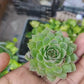 Laxmi Kamal (Sempervivum tectorum)